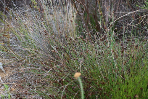 Image of Restio capensis by (c) Tony Rebelo, some rights reserved (CC BY-SA)
