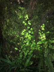 Peperomia serpens