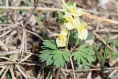 Corydalis bracteata