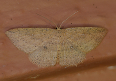 Cyclophora myrtaria