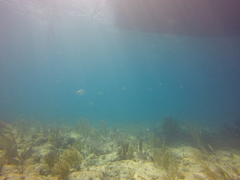 Diplodus