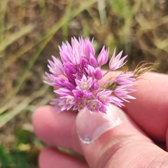 Allium rubellum