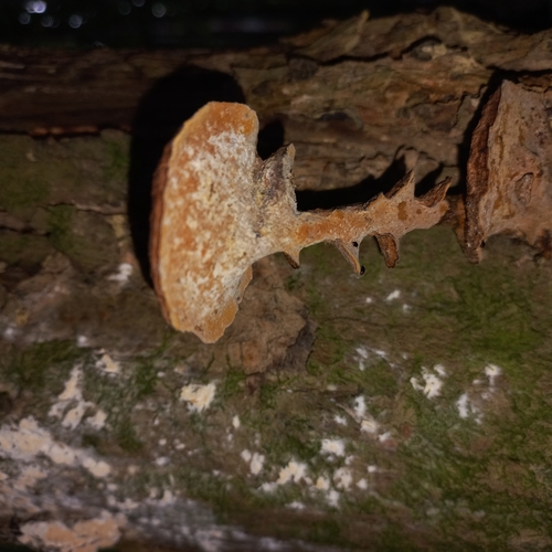 Mustard Yellow Polypore (Fuscoporia gilva)