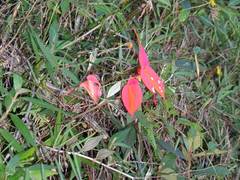 Masdevallia veitchiana