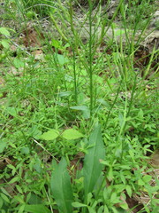 Cardamine douglassii