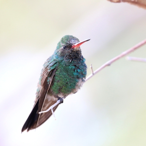 Tres Marias Hummingbird (Cynanthus lawrencei), photo 5