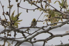 Setophaga occidentalis