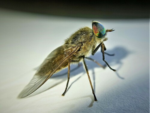 Tabanus holtzianus