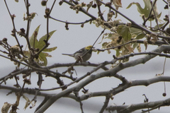 Setophaga occidentalis