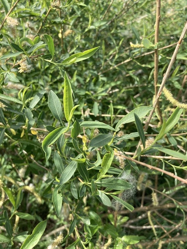 Salix vinogradovii, photograph 2