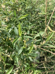 Salix vinogradovii, photograph (c) Stanislav Murashkin, some rights reserved (CC BY)