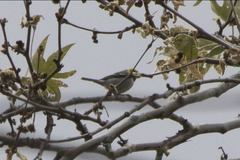 Setophaga occidentalis