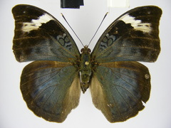 Bebearia sophus aruunda