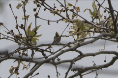 Setophaga occidentalis