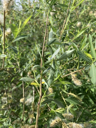 Salix vinogradovii, photograph 3