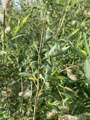 Salix vinogradovii, photograph (c) Stanislav Murashkin, some rights reserved (CC BY)