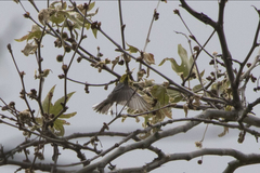 Setophaga occidentalis