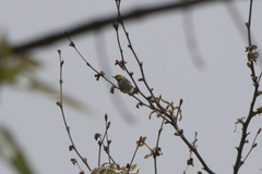 Setophaga occidentalis