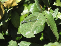 Argia vivida