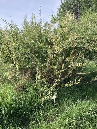 Salix vinogradovii, photograph 4