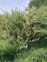 Salix vinogradovii, photograph (c) Stanislav Murashkin, some rights reserved (CC BY)