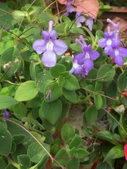 Streptocarpus saxorum