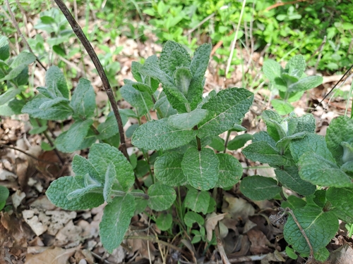 Big-leaf mint (Mentha × rotundifolia)