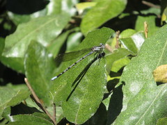 Argia vivida