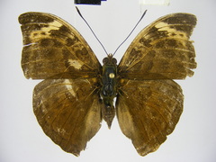 Bebearia sophus aruunda