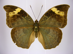 Bebearia sophus aruunda