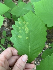 Callirhytis quercusfutilis