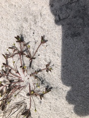 Euphorbia ipecacuanhae