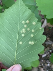 Callirhytis quercusfutilis