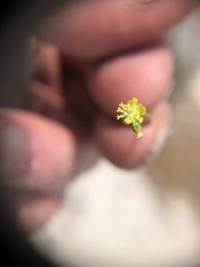 Euphorbia ipecacuanhae