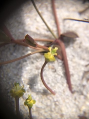 Euphorbia ipecacuanhae