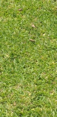 Scleria microcarpa