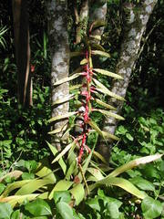 Tillandsia fendleri
