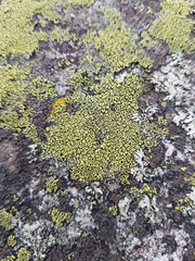 Rhizocarpon geographicum