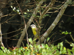 Tyrannus albogularis