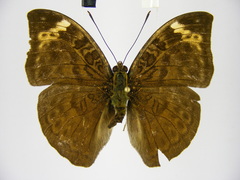 Bebearia sophus aruunda