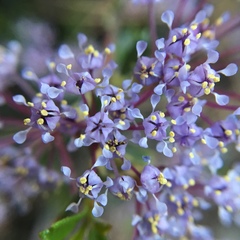 Ceanothus pumilus
