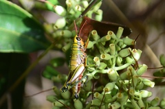 Agesander ruficornis