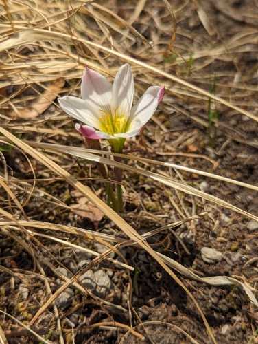 Image of Zephyranthes minuta by (c) Jose Enrique, some rights reserved (CC BY)