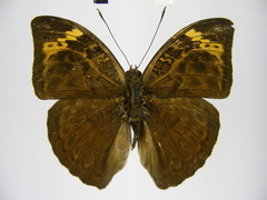 Bebearia sophus aruunda