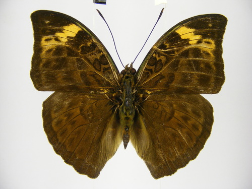 Sophus Forester
