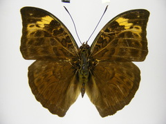 Bebearia sophus aruunda