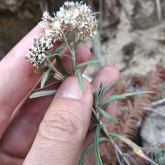 Gnaphaliothamnus salicifolius