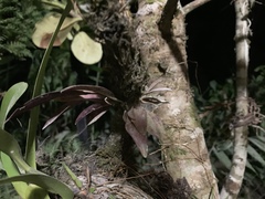 Restrepia