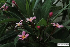 Plumeria rubra