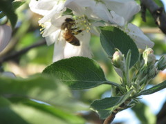 Apis mellifera